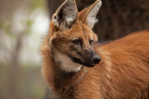 Native to South America, maned wolves live in relatively intact natural habitats. The study’s authors also used the statistical model to look at the natural behaviors that coyotes—which conversely can be found in urban and human-dominated landscapes in North America—exhibit behaviors on a repeat schedule. (Photo by Ronda Gregorio/Smithsonian’s National Zoo) Maned Wolf