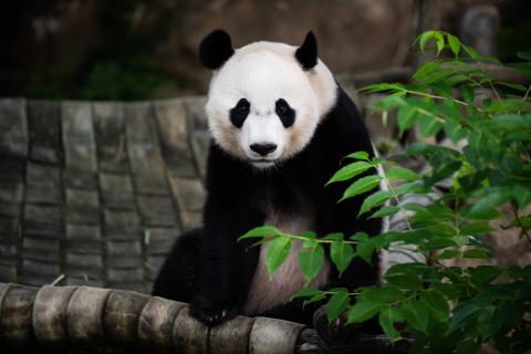 Bei Bei sitting in his outdoor hammock. Giant panda Bei Bei sitting in his hammock.