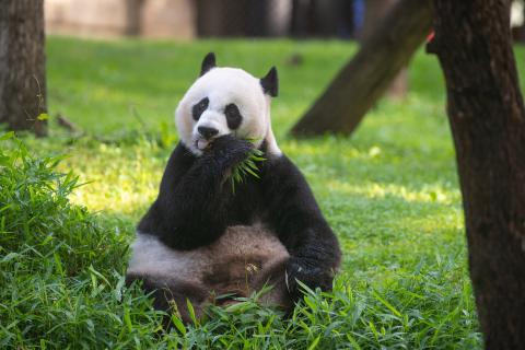 Mei Xiang eating bamboo in her yard. Mei Xiang