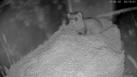 Animal care staff at the Smithsonian Conservation Biology Institute are welcoming a litter of endangered black-footed ferret kits today. This still from the black-footed ferret webcam shows three-year-old female Potpie with a kit born May 19 at 3:41 p.m. Black-footed ferret mom Potpie and her newborn kit on the Black-footed Ferret Cam livestream