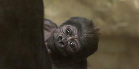 Western lowland gorilla Moke.