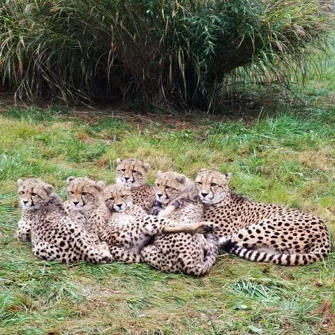 Cheetah Miti (right) and her cubs at the Smithsonian Conservation Biology Institute in 2018. Cheetah Miti and her cubs at the Smithsonian Conservation Biology Institute in 2018.
