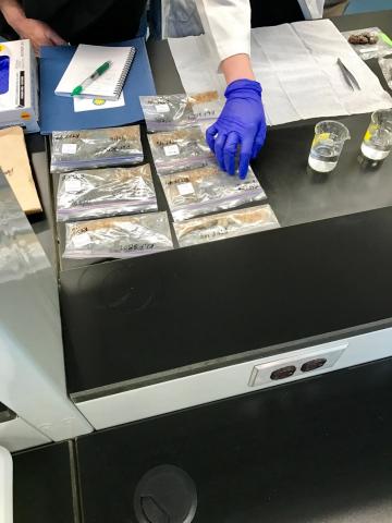 Non-invasive DNA extraction. Scientists can learn a lot about an animal without even seeing it. They can extract DNA from feces, hair or even from the environment—water and soil where the animal has been. A scientist wearing a blue latex glove points to samples in plastic bags on a lab table