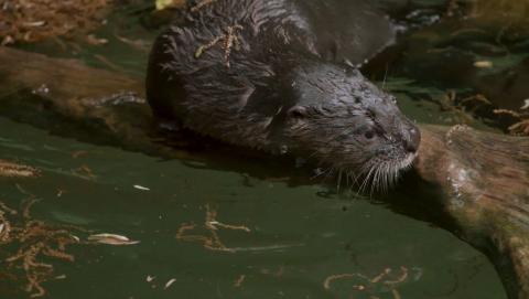 North American river otter pup Potomac explores his habitat at American Trail.