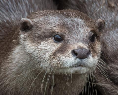 Asian Small-Clawed Otter Peaches