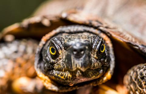 Wood turtles are striking creatures with bright orange scales, yellow plastrons (bellies) and often bright, gold rings around their pupils. In northern populations, turtles tend to be darker and larger to aid in thermoregulation. A close-up photo of a wood turtle's face. The turtle has yellow eyes and black and yellow-orange mottled skin