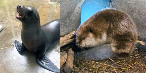 Sea lion Charger and North American beaver Poppy at the American Trail exhibit.