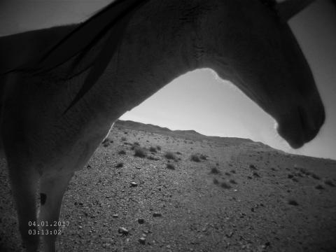 This camera trap image is the first confirmed photo of a unicorn in the wild. Grayscale picture of a unicorn