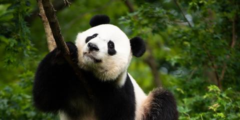 Bei Bei climbing a tree. Bei Bei resting on a limb of a tree.