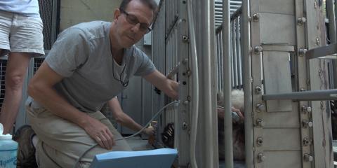 Mei Xiang receives an ultrasound