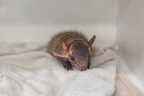 A screaming hairy armadillo pup in an incubator on a bed of towels.