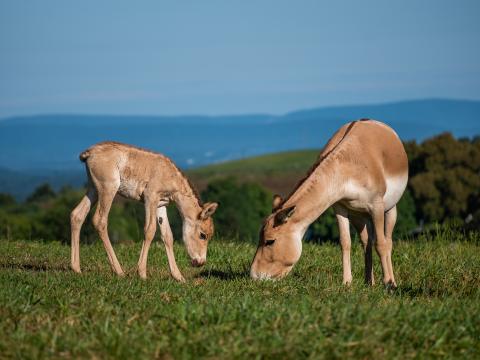 A Persian onager foal (left) and its mom (right) bend their heads to eat grass. 