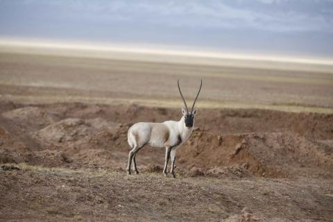 Adult Tibetan antelope.