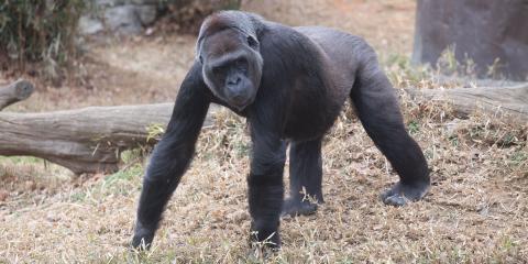 Calaya explores the Great Ape House outdoor habitat on Feb. 1, 2018. Western Lowland Gorilla Calaya
