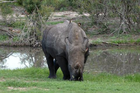 White rhinoceros