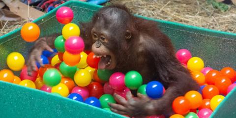 Redd has a ball playing in his toy box in the Great Ape House! Infant orangutan Redd sits in a bucket filled with colorful plastic ball and uses his long limbs to toss them around
