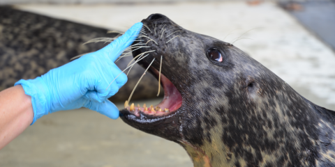 A keeper's hand, with a blue latex glove on, has their index finger on the snout of a harbor seal. The seal's mouth is opened wide and the keeper's thumb is on the bottom of the opened mouth.