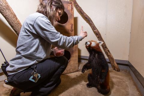Keeper Mariel Lally asks red panda Jackie to stand on his rear feet.