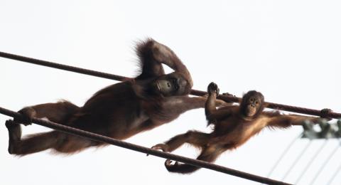 Orangutans Batang (L) and Redd (R) cross the O-Line.