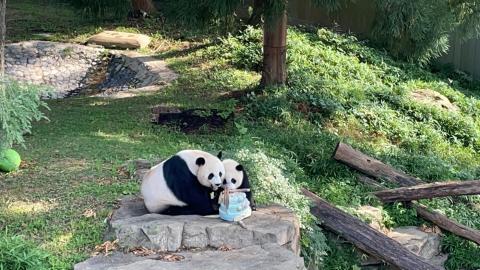 Giant pandas Mei Xiang and Xiao Qi Ji eat mom's 23rd birthday cake together.