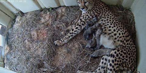 Cheetah mom Rosalie nurses five cubs on a bed of straw