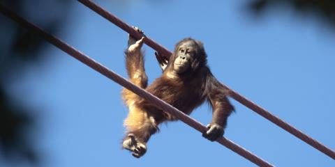 Redd traverses the O-Line on Sept. 3, 2021, just before his fifth birthday. Bornean orangutan Redd traverses the O-Line.