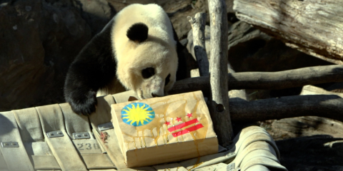Giant panda with enrichment painted with D.C. flag and Smithsonian sunburst logo.