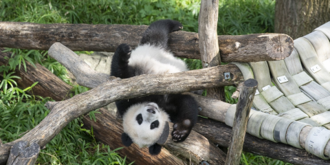 Giant panda cub Xiao Qi Ji hanging upside down from his outdoor play structure.