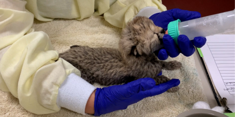 Male cheetah cub being bottle-fed formula.