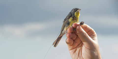 Hand holding a radio tagged Kirtland’s Warbler, a yellow and gray songbird, just before releasing it.