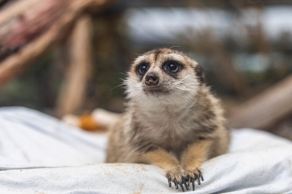 A meerkat on a sheet in the Small Mammal House of the Smithsonian's National Zoo.