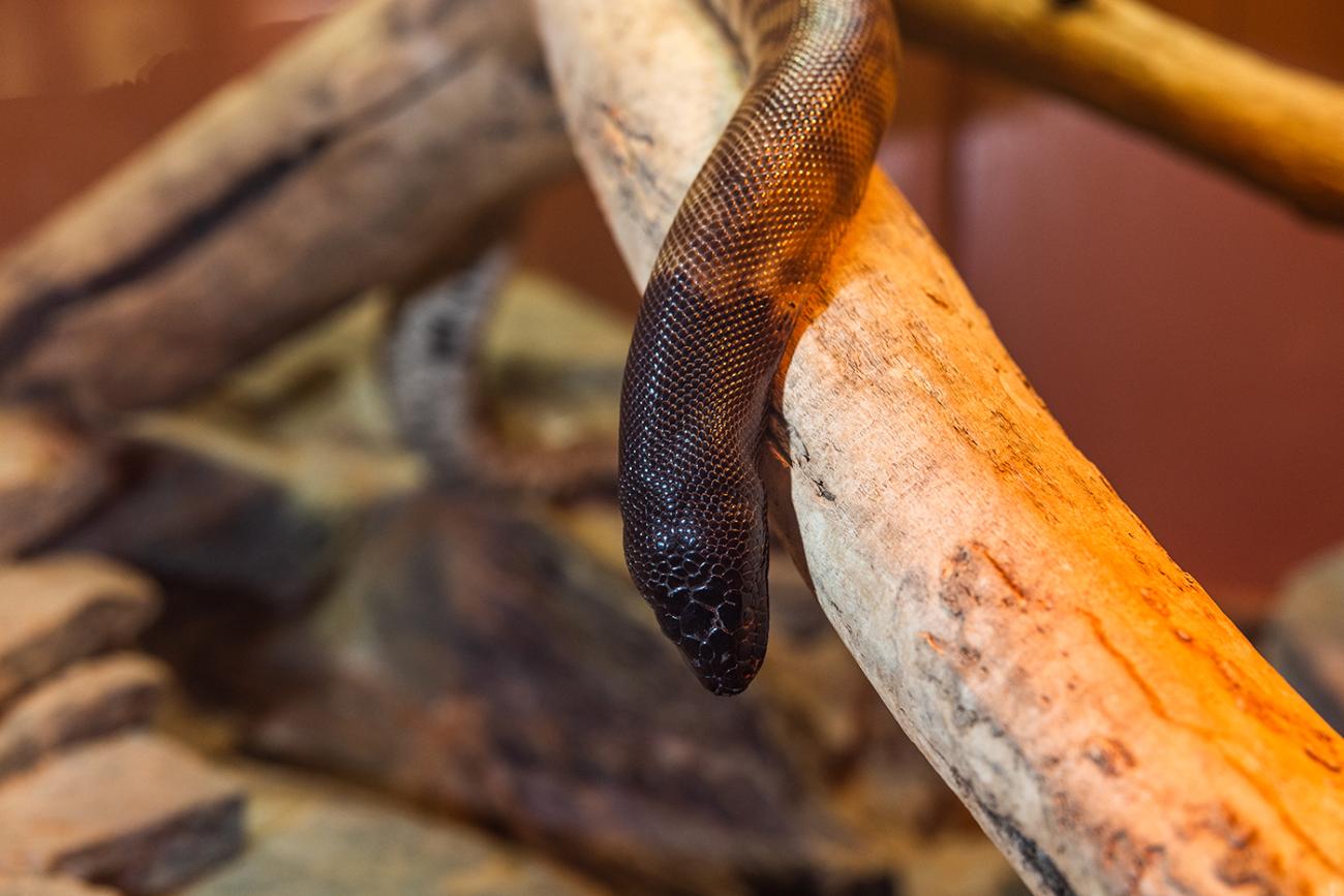 A snake with a black head and brown body