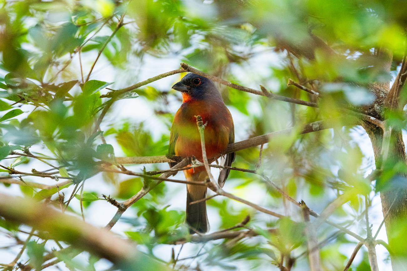Painted bunting on a tree branch.