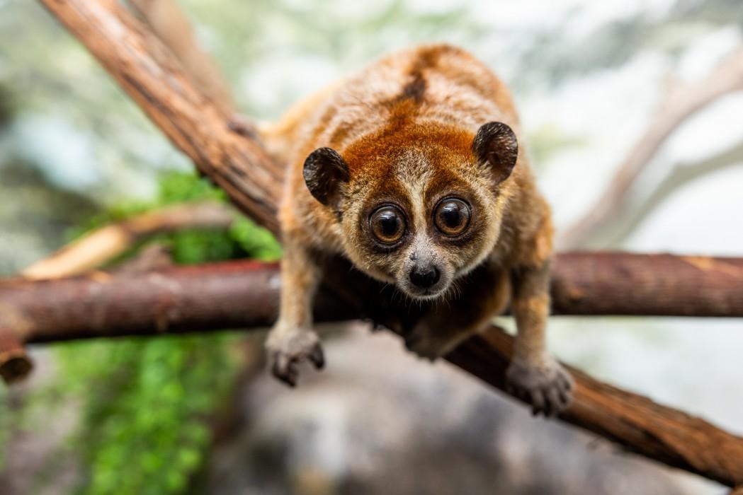 A pygmy slow loris faces the camera while clinging to a tree branch.