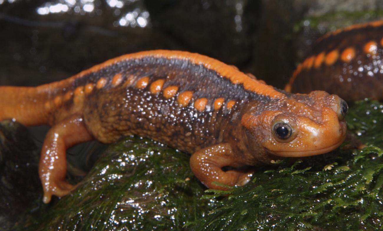 Orange and brown Emperor newt