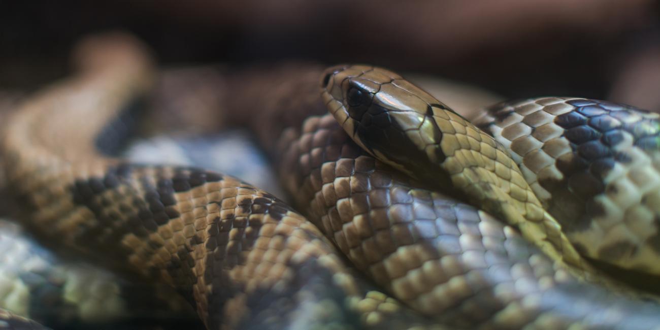 A snake with light brown, black and gray stripes, called a false water cobra, coiled up with its head resting on its body