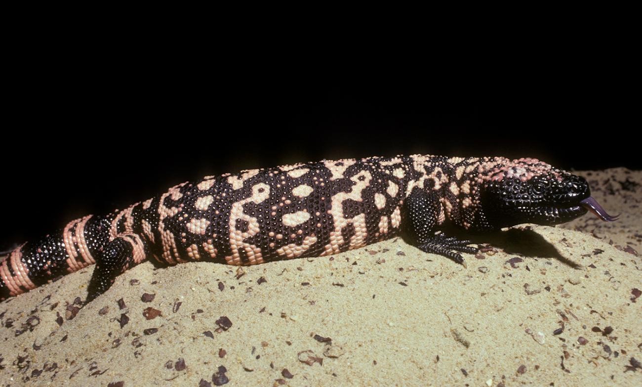 Large variegated black and pink lizard with prominent and numerous beads on the oily-looking skin