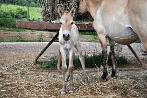 Przewalski's horse colt looks at camera as its mom eats hay from hopper