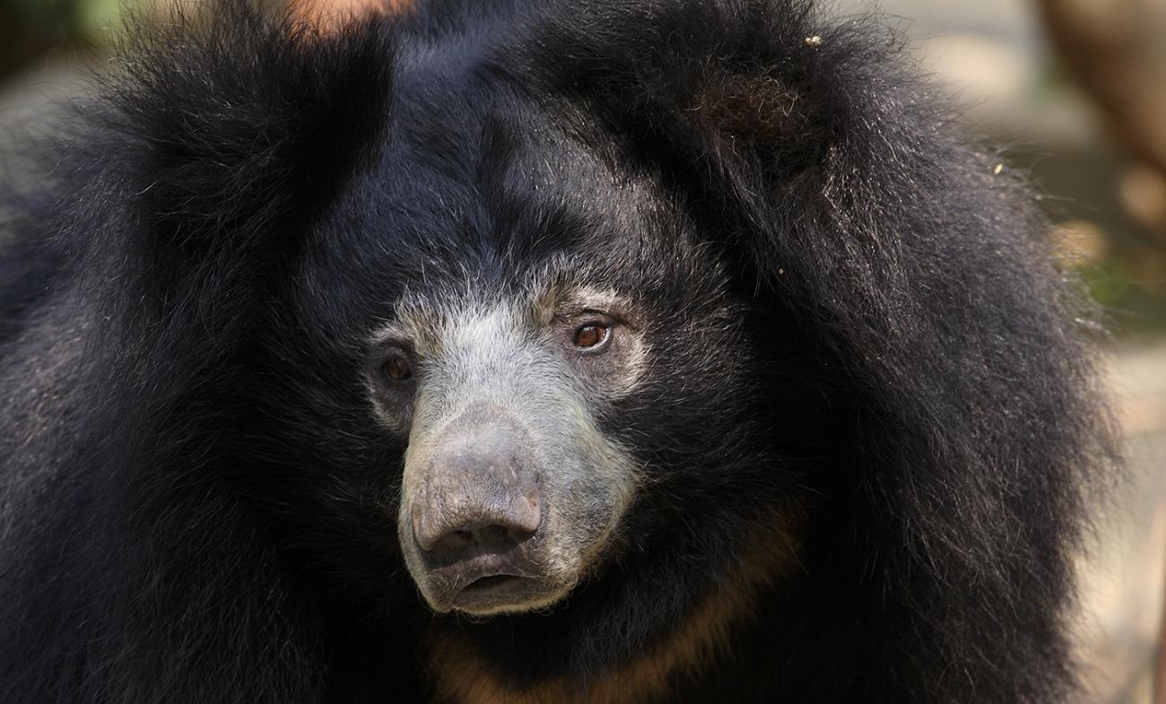 Closeup showing the black-furred bear's long gray snout