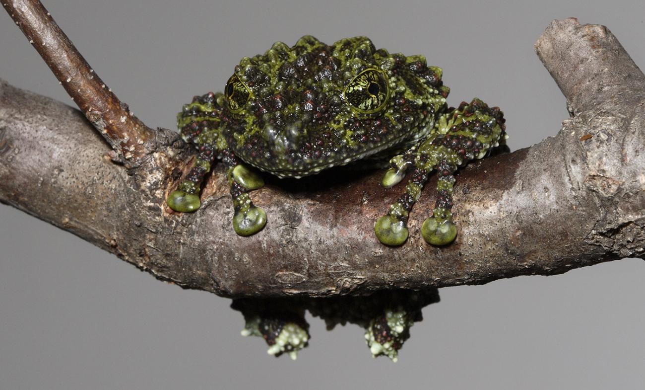 Frog on a branch with incredibly warty skin in varying shades of green