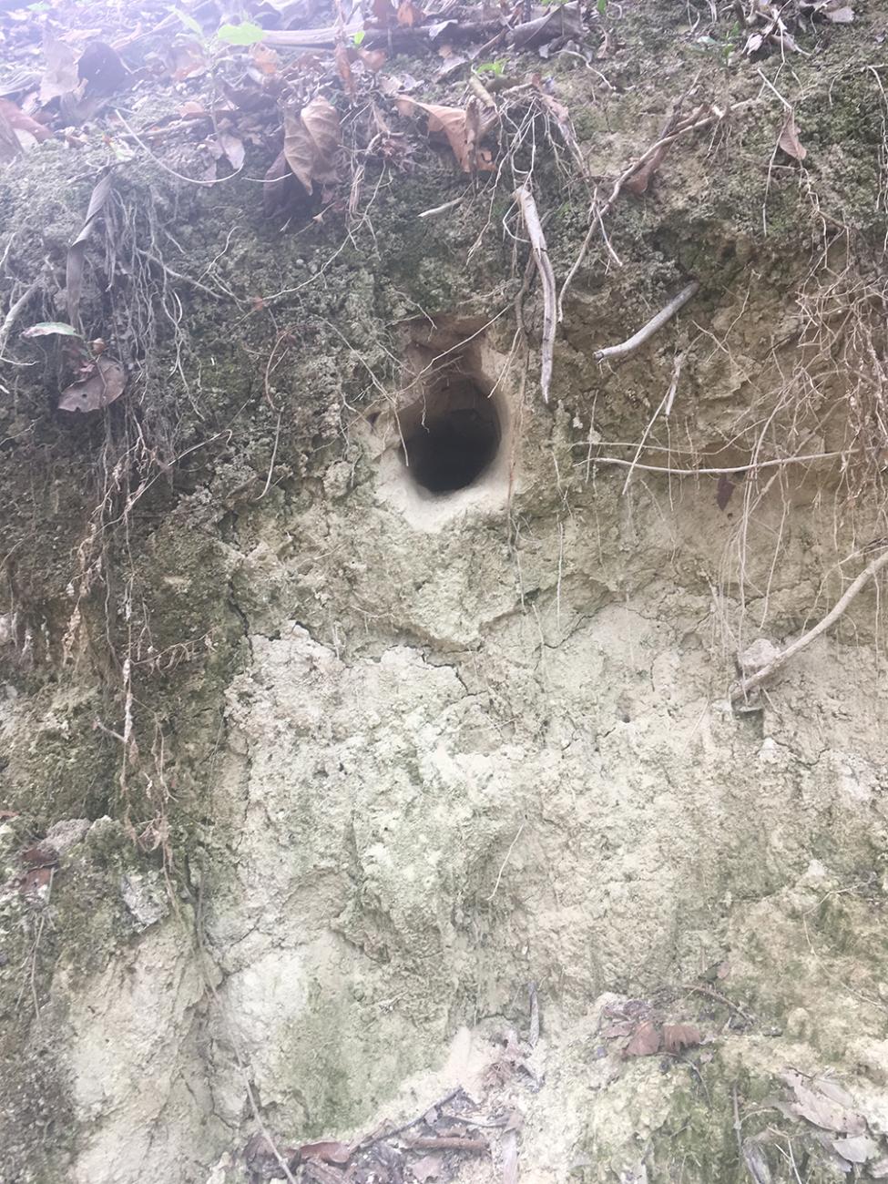 Nesting hole