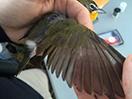 bird's wing is examined