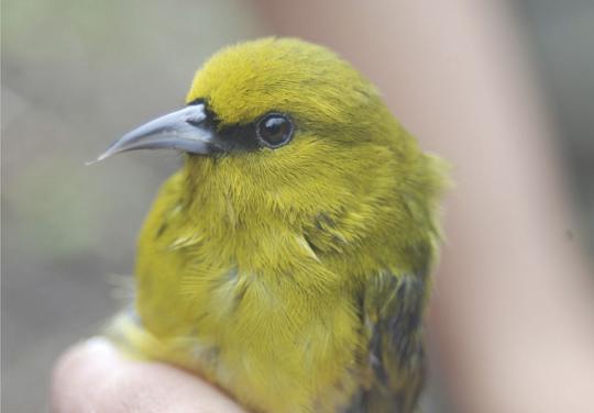 honeycreeper