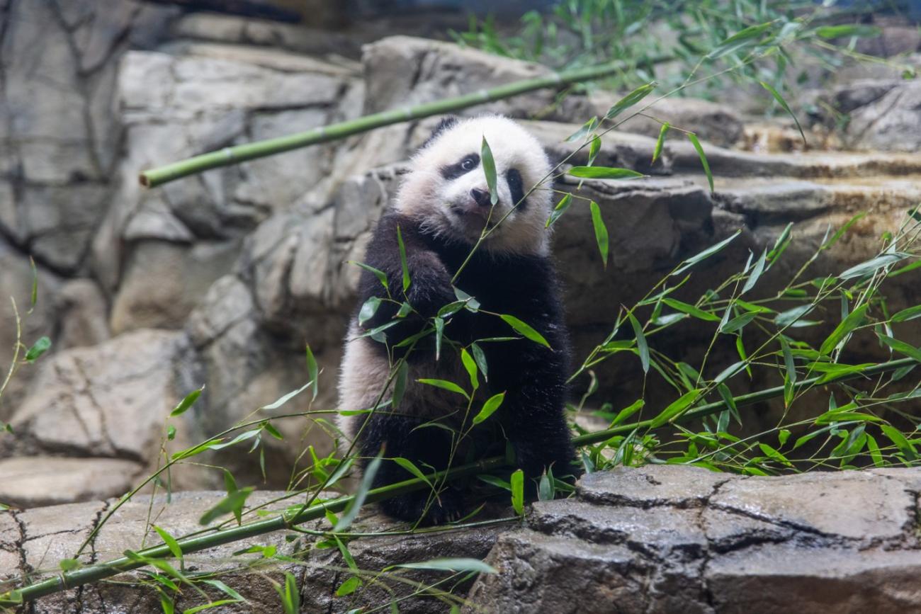 A giant panda cub stands on a rock formation and tastes bamboo leaves