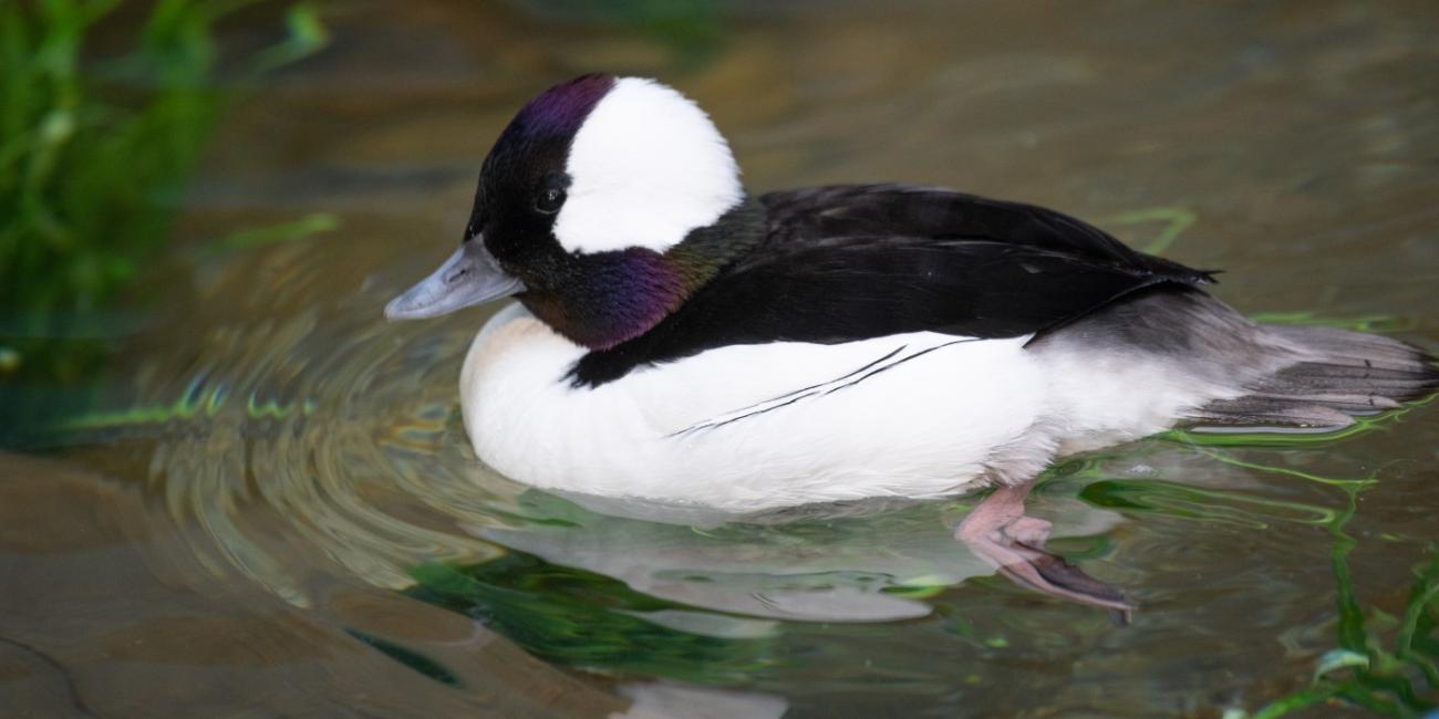 A male bufflehead swims in an indoor pool. The water is very clear and there is some greenery poking out from the upper left corner and lower right corner of the photo.