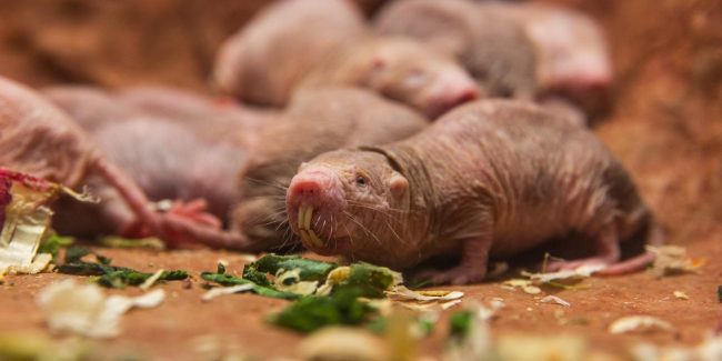 a naked mole-rat sits behind green leafy vegetables