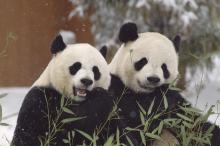 Giant pandas Mei Xiang (left) and Tian Tian (right) will continue to live at the Zoo through the end of 2023 per a three-year agreement extension signed by Smithsonian’s National Zoo and Conservation Biology Institute and China Wildlife and Conservation Association (CWCA). Two giant pandas, a female named Mei Xiang and a male named Tian Tian, sit side by side in the snow eating bamboo