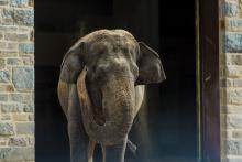 Asian elephant Shanthi stands in front of the door to the Elephant Community Center. Asian elephant Shanthi at the Elephant Trails exhibit.