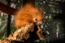 The prehensile-tailed porcupette at the Smithsonian's National Zoo. Prehensile-tailed porcupette