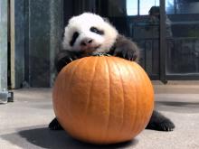 Oct. 31, 2020: The Zoo's 10-week-old giant panda cub received a pumpkin as enrichment for Halloween. Many of the Smithsonian’s National Zoo’s animals receive pumpkins as a fun enrichment item on Halloween because it gives them something new to smell, touch and investigate. A 10-week-old giant panda cub with black-and-white fur, round ears and small claws climbs onto a pumpkin.